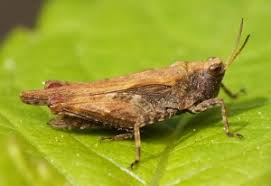 Attēlu rezultāti vaicājumam “Pinthaeus sanguinipes imago”