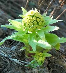 Attēlu rezultāti vaicājumam “Petasites spurius flower”