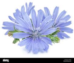 Attēlu rezultāti vaicājumam “Cichorium intybus flower”