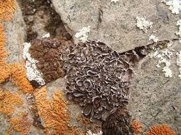 Attēlu rezultāti vaicājumam “Dermatocarpon miniatum”