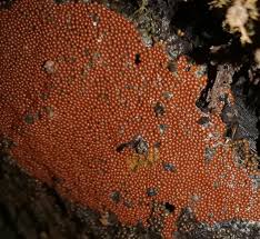 Attēlu rezultāti vaicājumam “Trichia scabra spores”