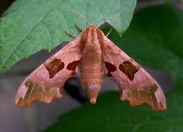 Attēlu rezultāti vaicājumam “Mimas tiliae”