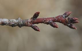 Attēlu rezultāti vaicājumam “Prunus cerasifera var. divaricata bud”