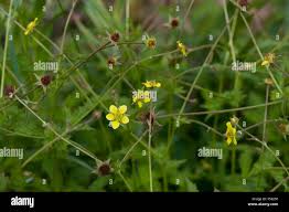 Image result for Geum urbanum