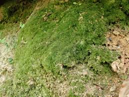 Attēlu rezultāti vaicājumam “Eucladium verticillatum”