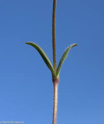 Attēlu rezultāti vaicājumam “Cerastium arvense leaf”