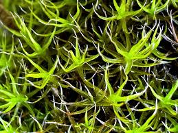 Attēlu rezultāti vaicājumam “Grimmia muehlenbeckii sporophyte”