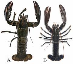 Image result for Homarus americanus