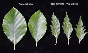 Attēlu rezultāti vaicājumam “Vicia sylvatica leaf”