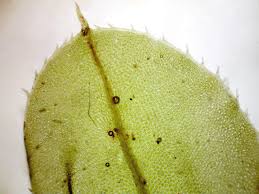 Attēlu rezultāti vaicājumam “Plagiomnium medium”