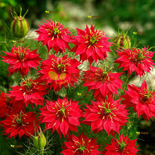 Image result for Nigella damascena