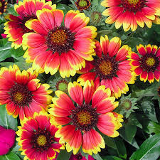 Image result for Gaillardia `Kobold`
