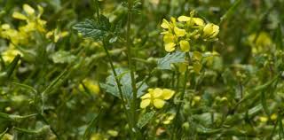 Attēlu rezultāti vaicājumam “Sinapis alba”