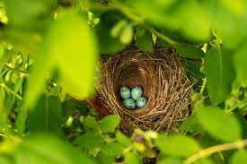 Attēlu rezultāti vaicājumam “Turdus philomelos nest”