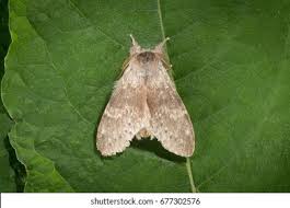 Attēlu rezultāti vaicājumam “Stauropus fagi”