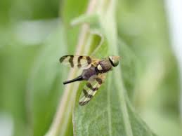 Attēlu rezultāti vaicājumam “Urophora jaceana”