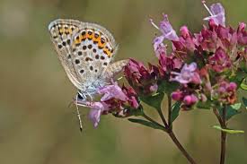 Attēlu rezultāti vaicājumam “Plebejus argus female”