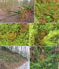 Attēlu rezultāti vaicājumam “Pseudotaxiphyllum elegans”