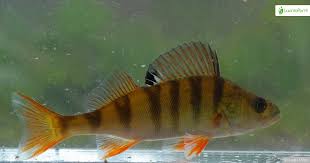 Image result for Perca fluviatilis