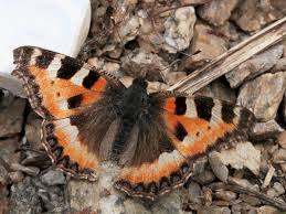 Attēlu rezultāti vaicājumam “Aglais urticae”