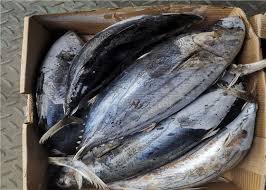 Image result for Katsuwonus pelamis