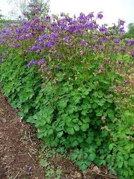 Attēlu rezultāti vaicājumam “Aquilegia vulgaris leaf”