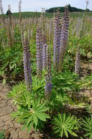Image result for Lupinus polyphyllus Lindl.