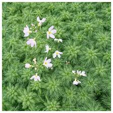 Attēlu rezultāti vaicājumam “Hottonia palustris fruit”