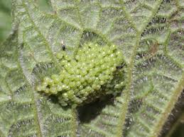 Attēlu rezultāti vaicājumam “Inachis io underside”