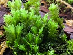 Attēlu rezultāti vaicājumam “Philonotis sporophyte”