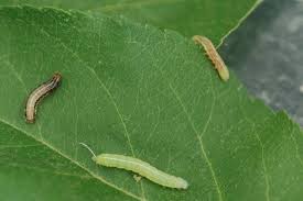 Attēlu rezultāti vaicājumam “Orthosia sp.”