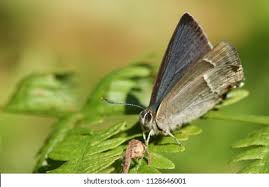 Attēlu rezultāti vaicājumam “Favonius quercus”