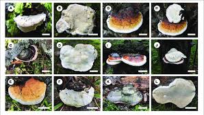 Attēlu rezultāti vaicājumam “Fomitopsis pinicola”