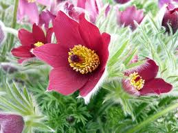 Attēlu rezultāti vaicājumam “Pulsatilla vulgaris flower”