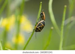 Attēlu rezultāti vaicājumam “Eurydema oleracea”