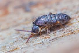 Attēlu rezultāti vaicājumam “Orchesella flavescens”