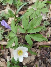 Attēlu rezultāti vaicājumam “Ochropsora ariae”
