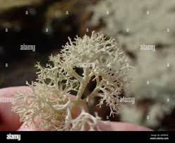 Attēlu rezultāti vaicājumam “Cladonia mitis”