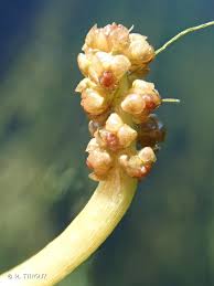Attēlu rezultāti vaicājumam “Potamogeton perfoliatus flower”