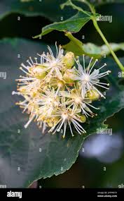 Attēlu rezultāti vaicājumam “Tilia cordata flower”