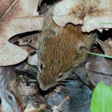 Attēlu rezultāti vaicājumam “Microtus agrestis”