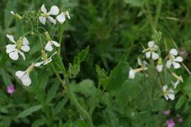Attēlu rezultāti vaicājumam “Raphanus raphanistrum”
