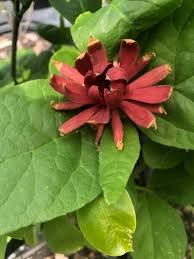Attēlu rezultāti vaicājumam “Calycanthus floridus”