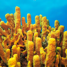 Attēlu rezultāti vaicājumam “Tubifera applanata”