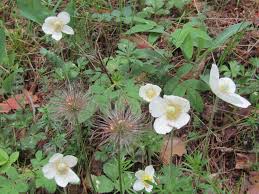 Attēlu rezultāti vaicājumam “Lycogala sphaeroconicum young”