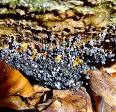 Attēlu rezultāti vaicājumam “Badhamia utricularis spores”