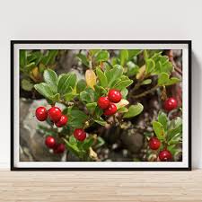 Attēlu rezultāti vaicājumam “Arctostaphylos uva-ursi fruit”