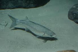 Image result for Chelon labrosus