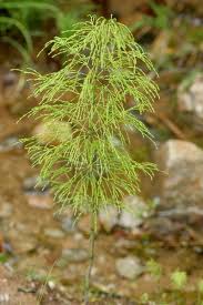 Attēlu rezultāti vaicājumam “Equisetum sylvaticum”