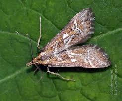 Attēlu rezultāti vaicājumam “Diasemia reticularis”